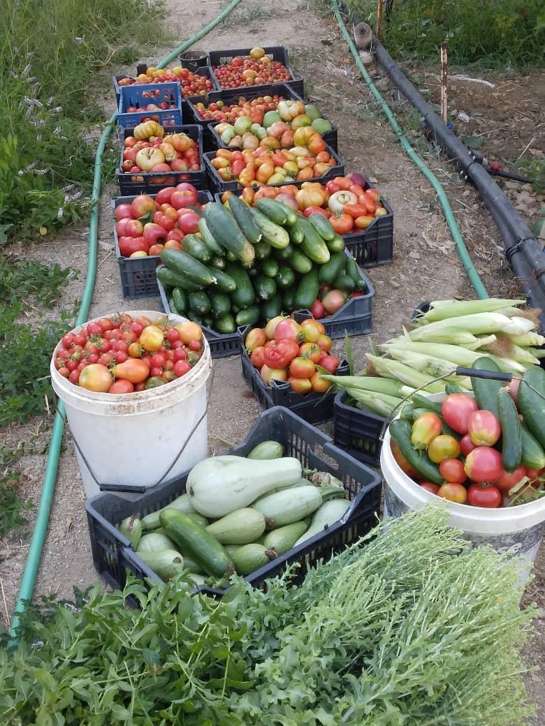 Crates of freshly harvested tomatoes, cucumbers, corn, and greens from the farm